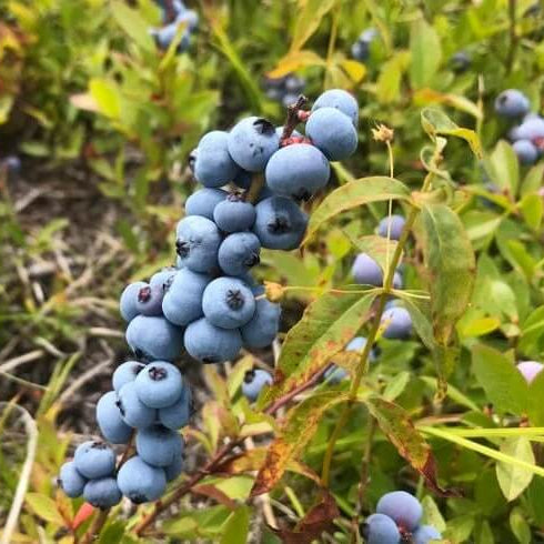 Wild Lowbush Blueberry Seeds