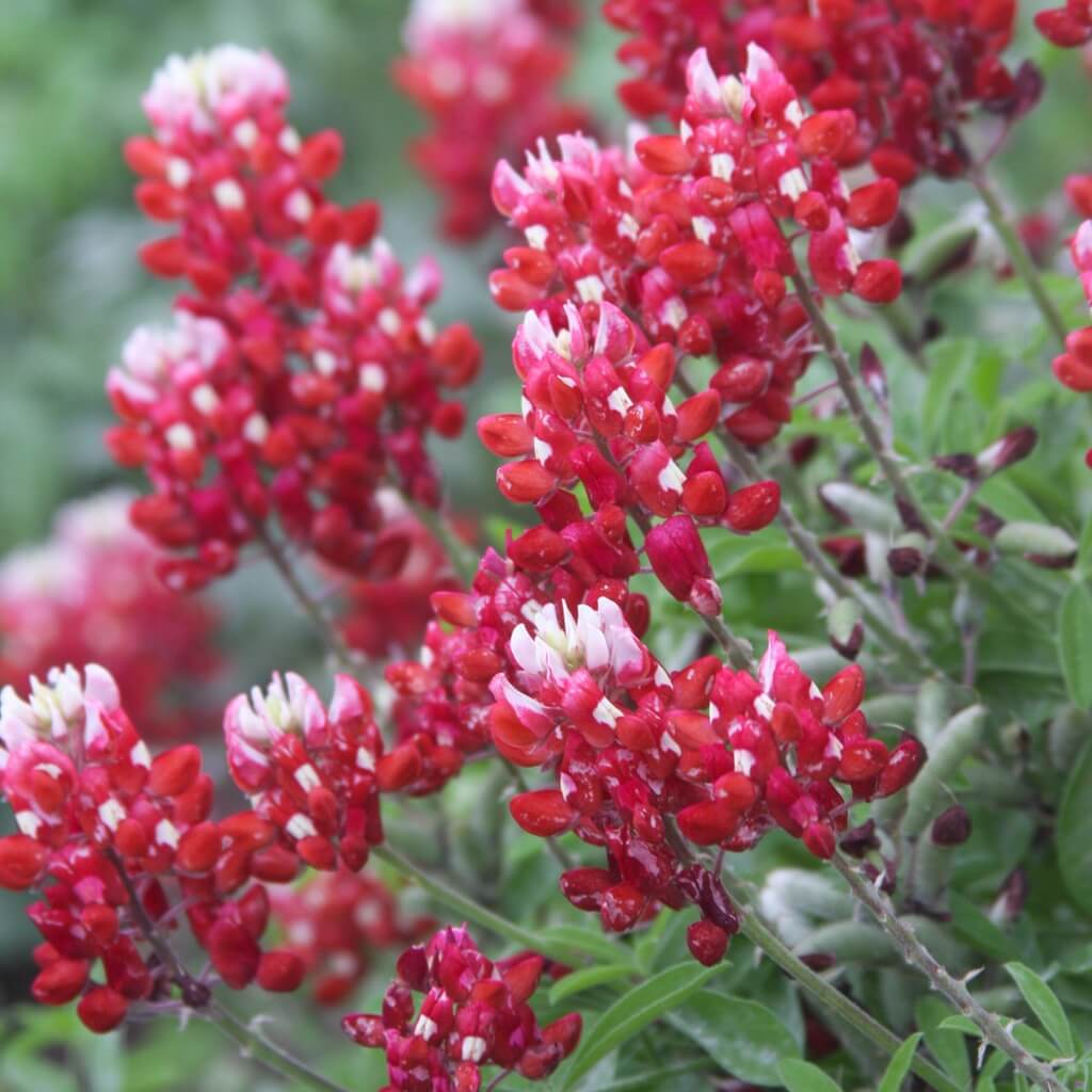 Bluebonnet Seeds, Maroon Red Texas