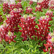 Bluebonnet Seeds, Maroon Red Texas