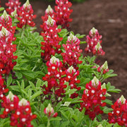 Red Texas Bluebonnet Seeds