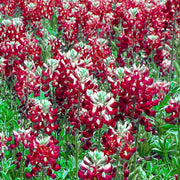 Bluebonnet Seeds, Maroon Red Texas