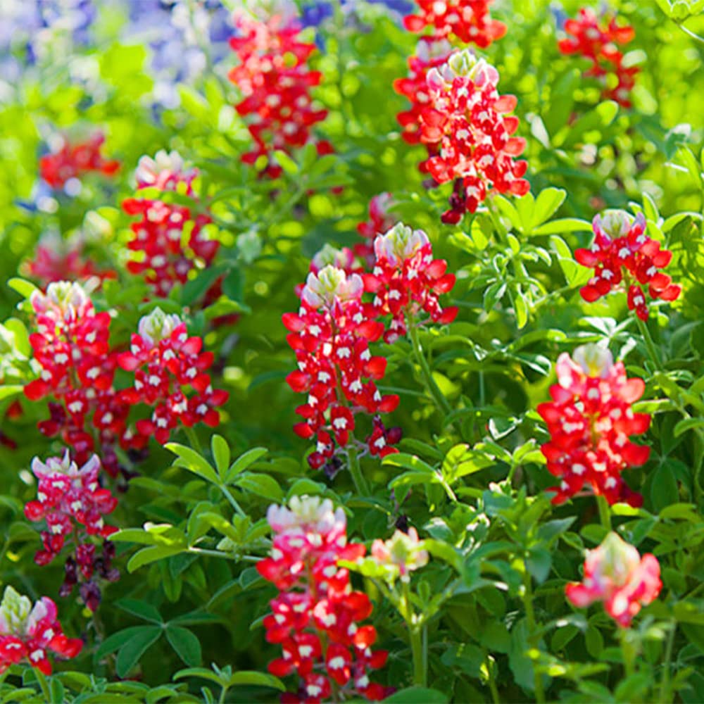 Red Texas Bluebonnet Seeds