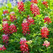 Red Texas Bluebonnet Seeds
