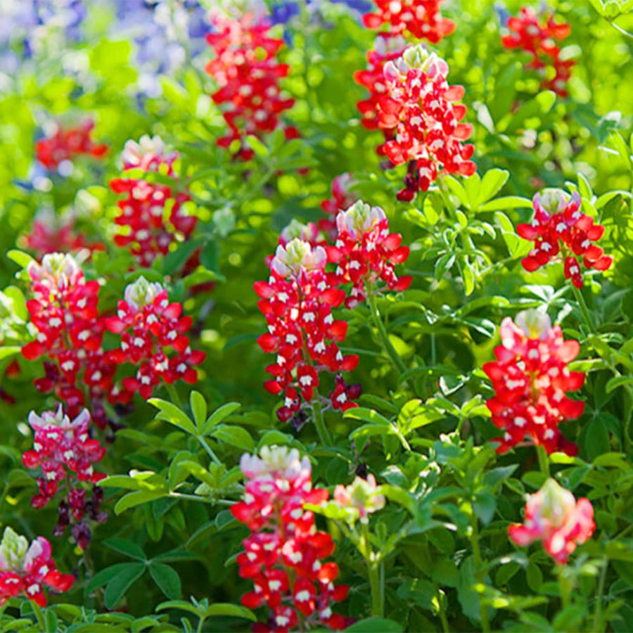 Red Texas Bluebonnet Seeds