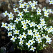 Houstonia Bluets Seeds