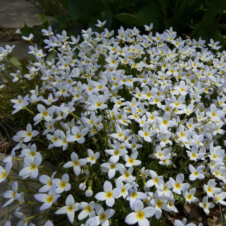 Houstonia Bluets Seeds
