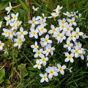Houstonia Bluets Seeds