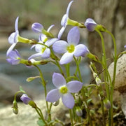 Houstonia Seeds, Houstonia caerulea