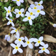 Houstonia Seeds, Houstonia caerulea
