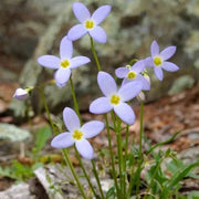 Houstonia Seeds, Houstonia caerulea