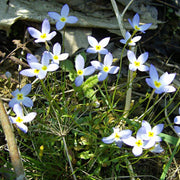 Houstonia Seeds, Houstonia caerulea