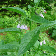 Bocking 14 Seeds - Herbal Seeds