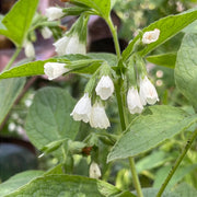 Bocking 14 Seeds - Herbal Seeds