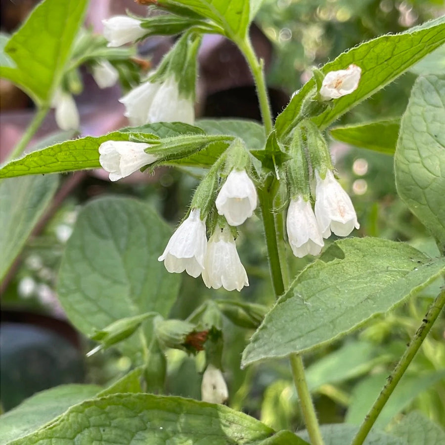 Bocking 14 Seeds - Herbal Seeds