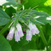 Bocking 14 Seeds - Herbal Seeds