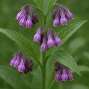 Bocking Series Seeds - Herbal Seeds