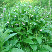 Bocking Series Seeds - Herbal Plant