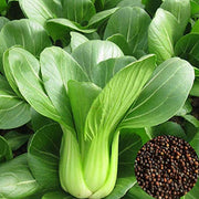 Pak Choi Bok Choy Seeds
