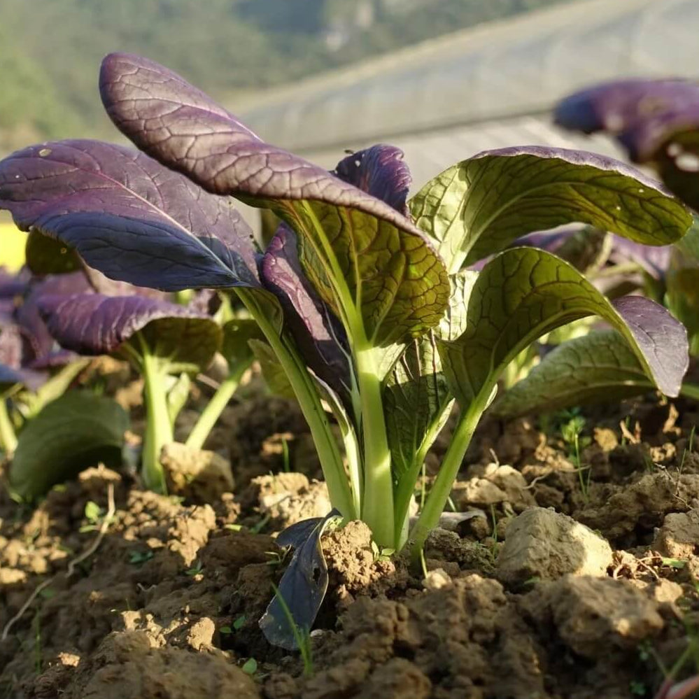 Black Bok Choy Seeds