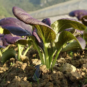 Black Bok Choy Seeds