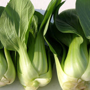 Canton Bok Choy Seeds