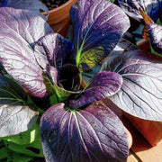 Dark Purple Bok Choy Seeds