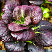 Dark Purple Bok Choy Seeds
