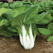 Pak Choi Bok Choy Seeds