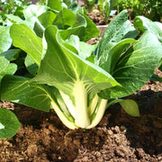 Pak Choi Bok Choy Seeds