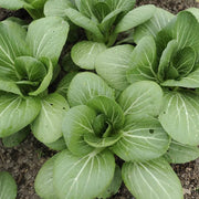 Bok Choy Seeds - All In One For Home Gardens