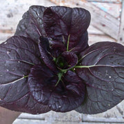 Black Bok Choy Seeds