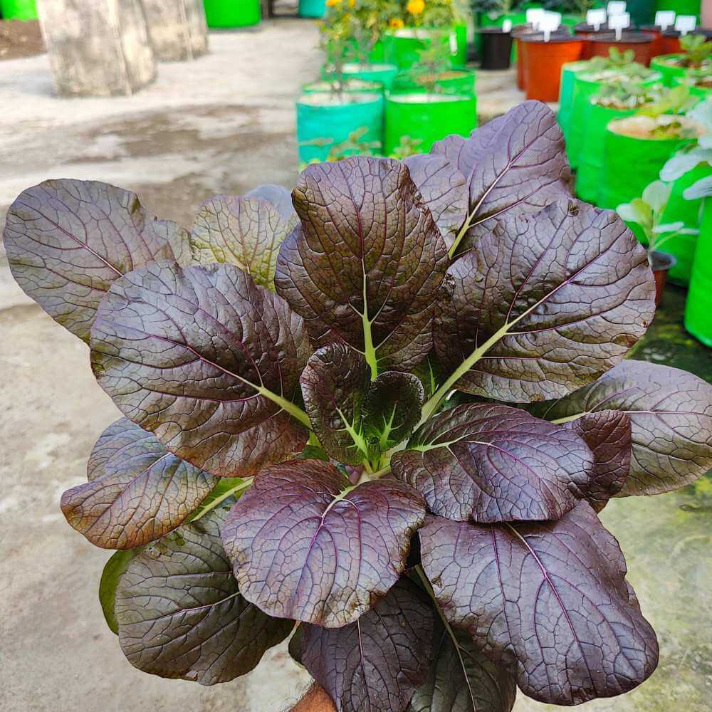 Dark Purple Bok Choy Seeds