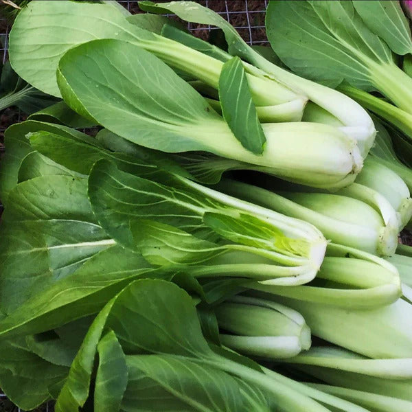 Pak Choi Bok Choy Seeds
