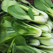Pak Choi Bok Choy Seeds