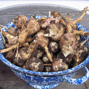Bolivian Root Crop Seeds - Vegetable Plant