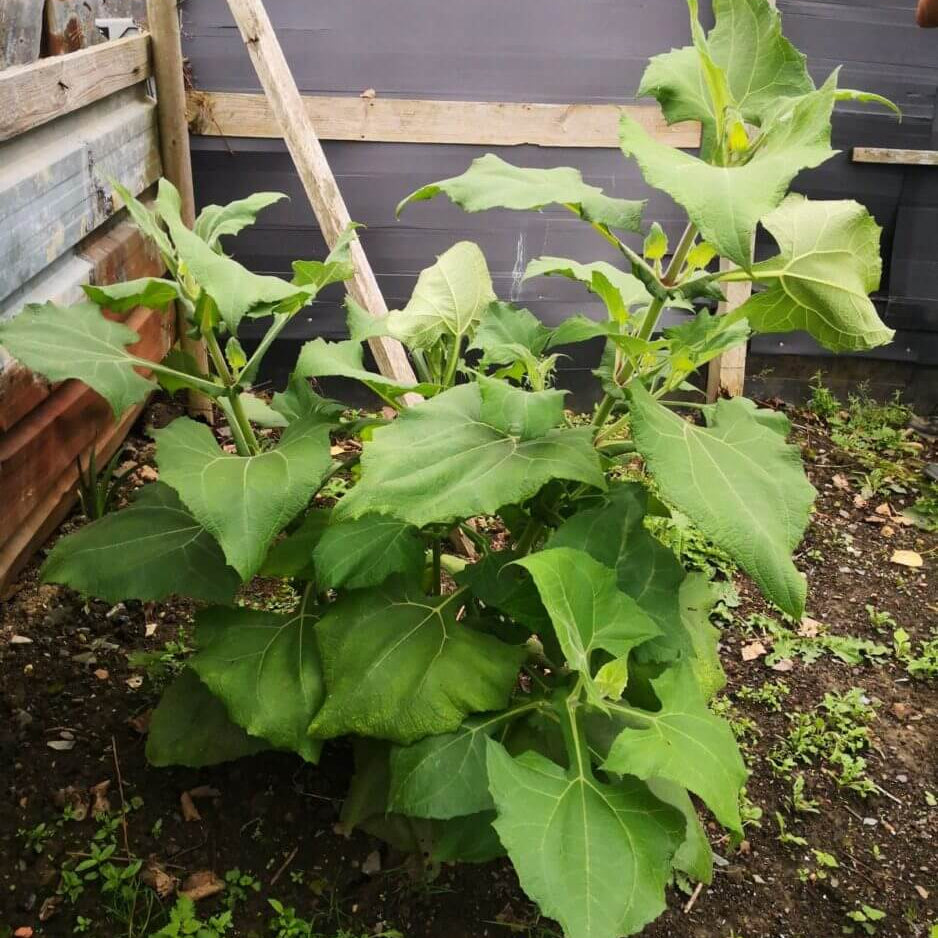 Bolivian Root Crop Seeds - Vegetable Plant