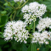 Boneset Seeds, Eupatorium Perfoliatum