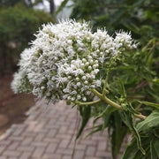 Boneset Seeds, Eupatorium Perfoliatum
