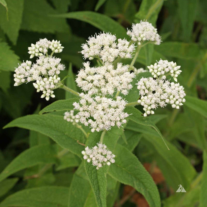 Boneset Seeds, Eupatorium Perfoliatum