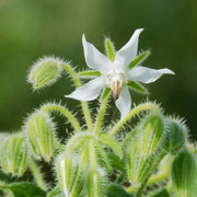 White Borage Seeds, Herbal