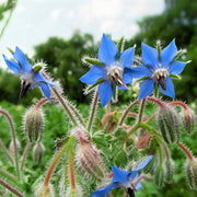 Thick Blue Borage Seeds