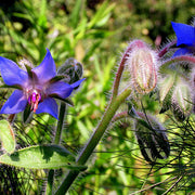 Thick Blue Borage Seeds