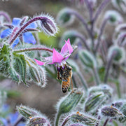 Blue & Pink Borage Seeds