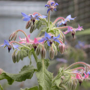 Blue & Pink Borage Seeds