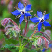Blue Star Borage Seeds, Herbal