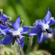 Blue Star Borage Seeds, Herbal