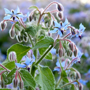 Light Blue Borage Seeds