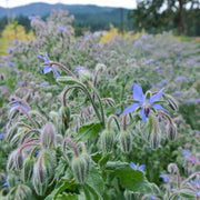 Light Blue Borage Seeds