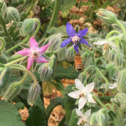 Mixed Borage Seeds