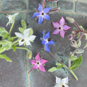 Mixed Borage Seeds